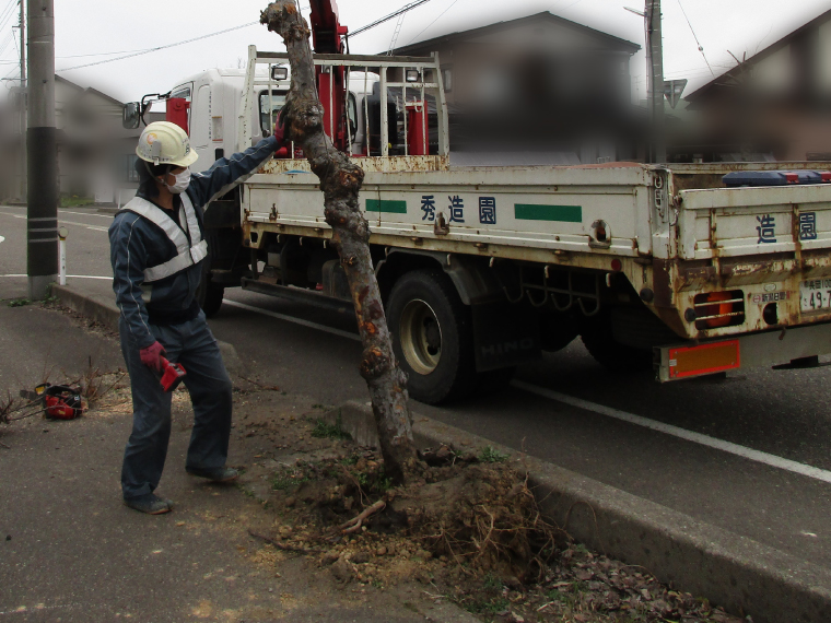 街路樹復旧工事